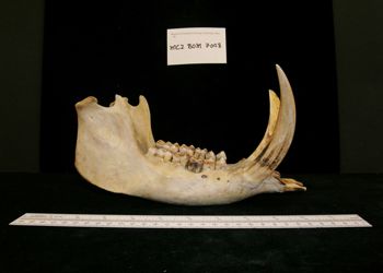 Media type: image;   Mammalogy BOM-7008
